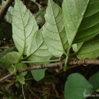 Gynostemma pentaphyllum (Thunb.) Makino